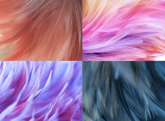 85款高清质感唯美彩色绚丽动物羽毛背景