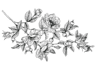 43款矢量小清新手绘花线稿元素