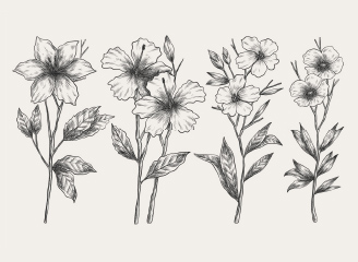 11款矢量手绘花卉黑白线稿