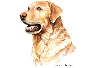 34款拉布拉多犬插画
