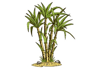50款甘蔗插画元素