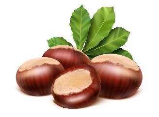 30款栗子板栗插画元素