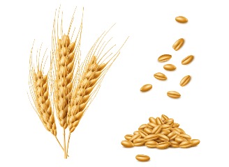 104款小麦插画元素